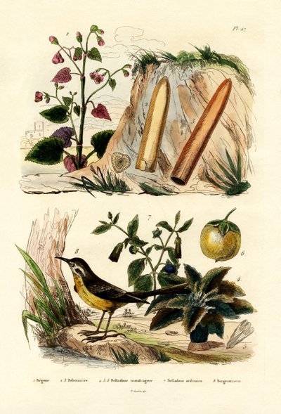 ベゴニア、1833-39 作： French School